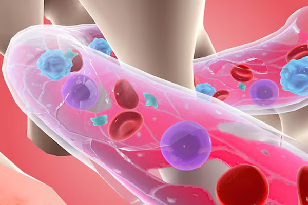 Células Madre y Circulación Sanguínea