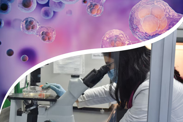 Células Madre y Producción de Antioxidantes